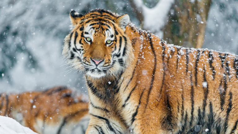 amur-tiger-768x432